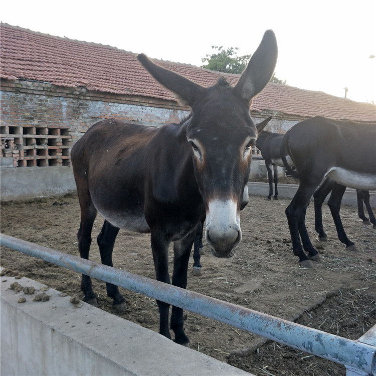 集养殖,育种,科研,调拨推广于一体的大型肉驴养殖基地.大量供