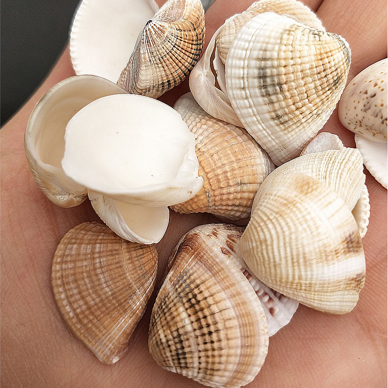 鱼缸水族箱造景摆件 天然三角贝 海螺贝壳 工艺品原料批发