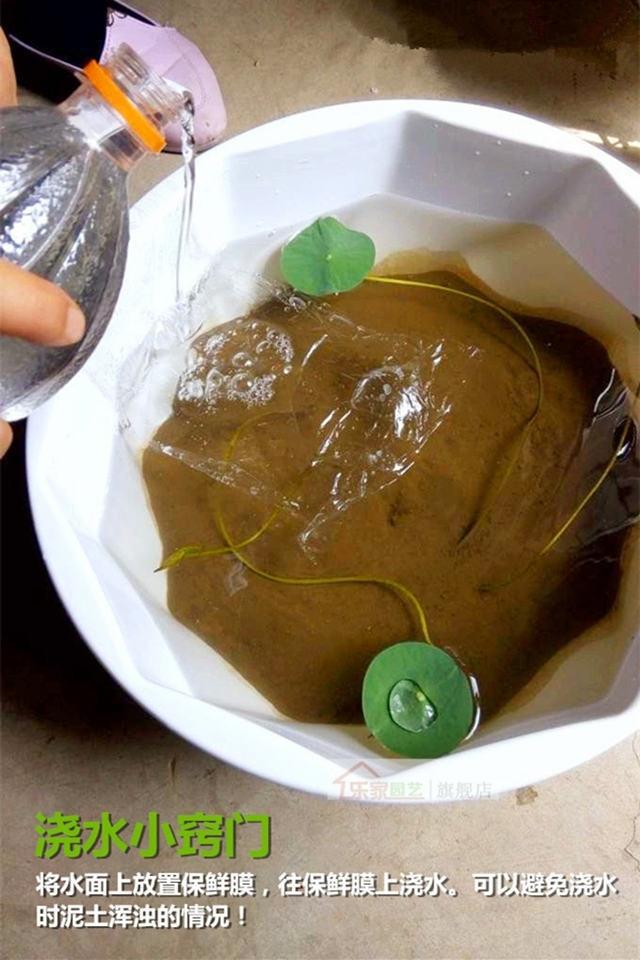 荷塘泥淤泥河泥荷花碗莲睡莲碗莲种子专用泥土水生植物用土营养土