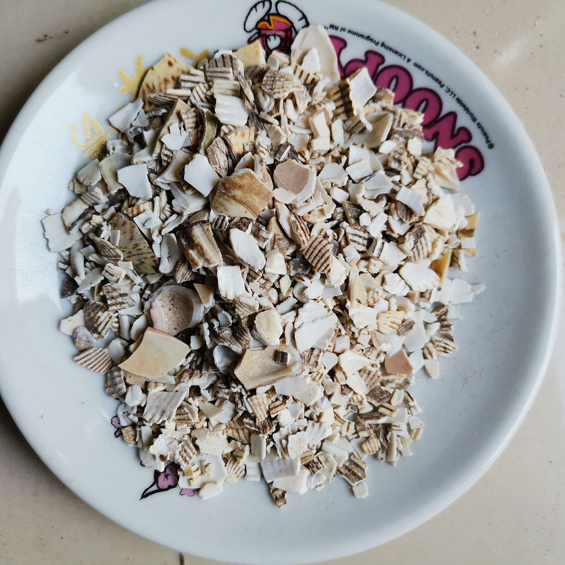 中药材 瓦楞子 瓦屋子 瓦垄子 蜡子壳 煅瓦楞子