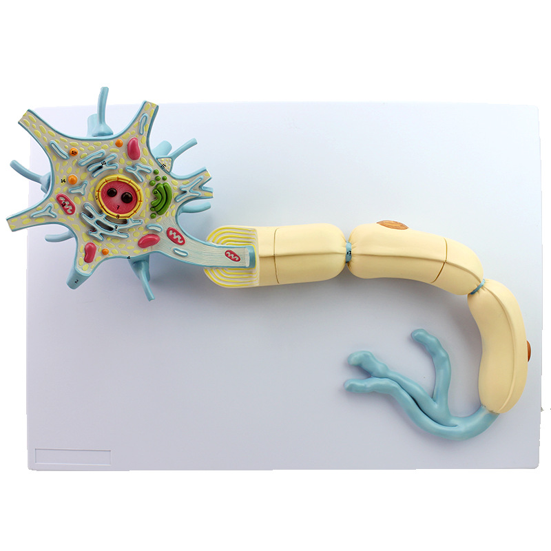 医学用放大版神经元放大模型神经纤维结构放大模型2部件医用