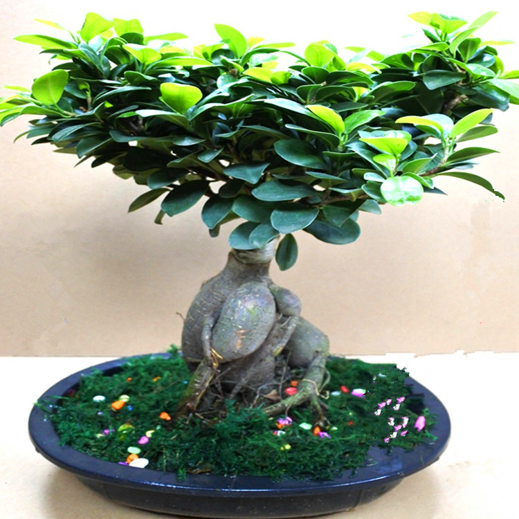 室内桌面绿植盆景人参榕小叶榕四季常青地瓜榕易养 榕树树桩盆景