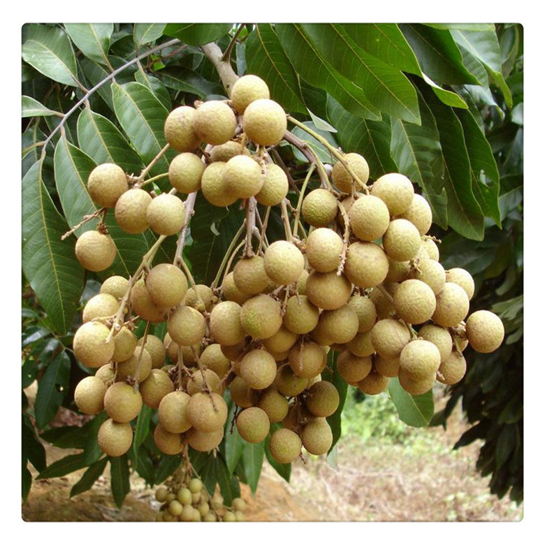 石硖四季龙眼树苗 嫁接苗南方种植的当年结果 现挖现卖|价格|厂家|多