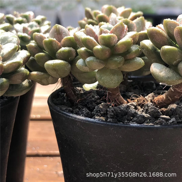 678精养大棚批发多肉植物系列 姬葡萄群老桩5头起多肉群生品种