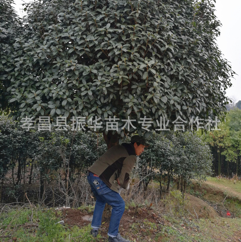 批发湖南桂花 长沙桂花价格金桂丹桂从生桂花 大桂花树 桂花价格