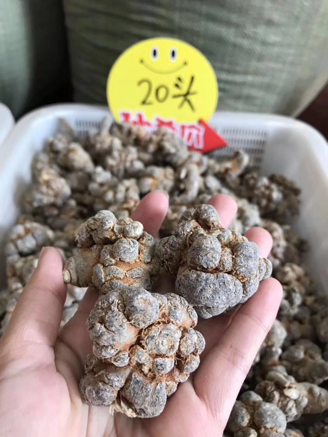 可打磨成粉 云南三七田七20头 水洗三七无蜡无熏硫批发毛须大根