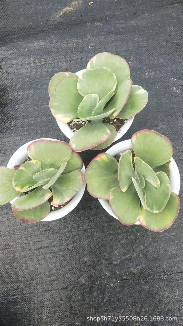 962精品大棚批发多肉植物 唐印锦单头盆18cm多肉人气品种裸根发