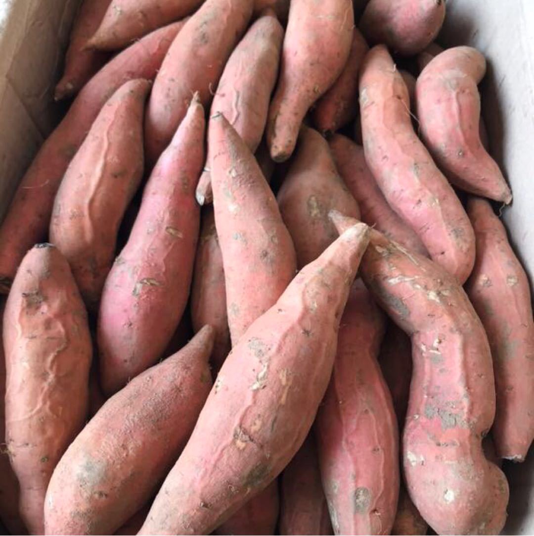 烟薯25号蜜薯 糖心红薯新鲜农家软糯烤红心流油烟台 烤地瓜