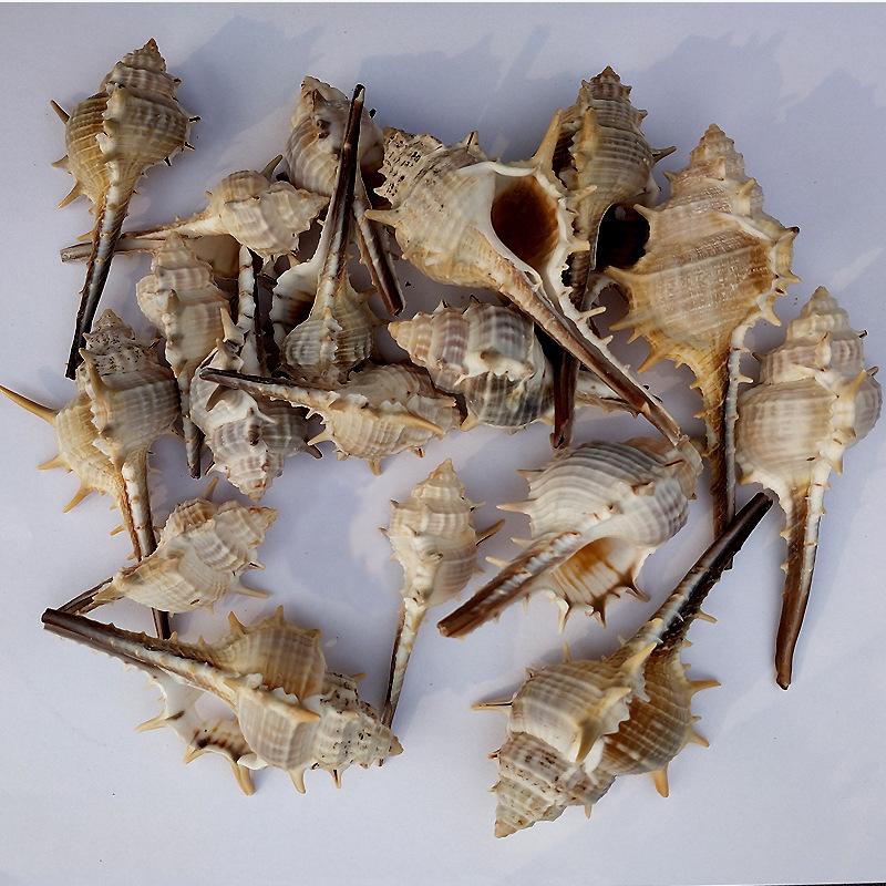 厂家批发 天然长刺螺小刺螺 女巫骨螺 造景摆件 工艺品原料批发