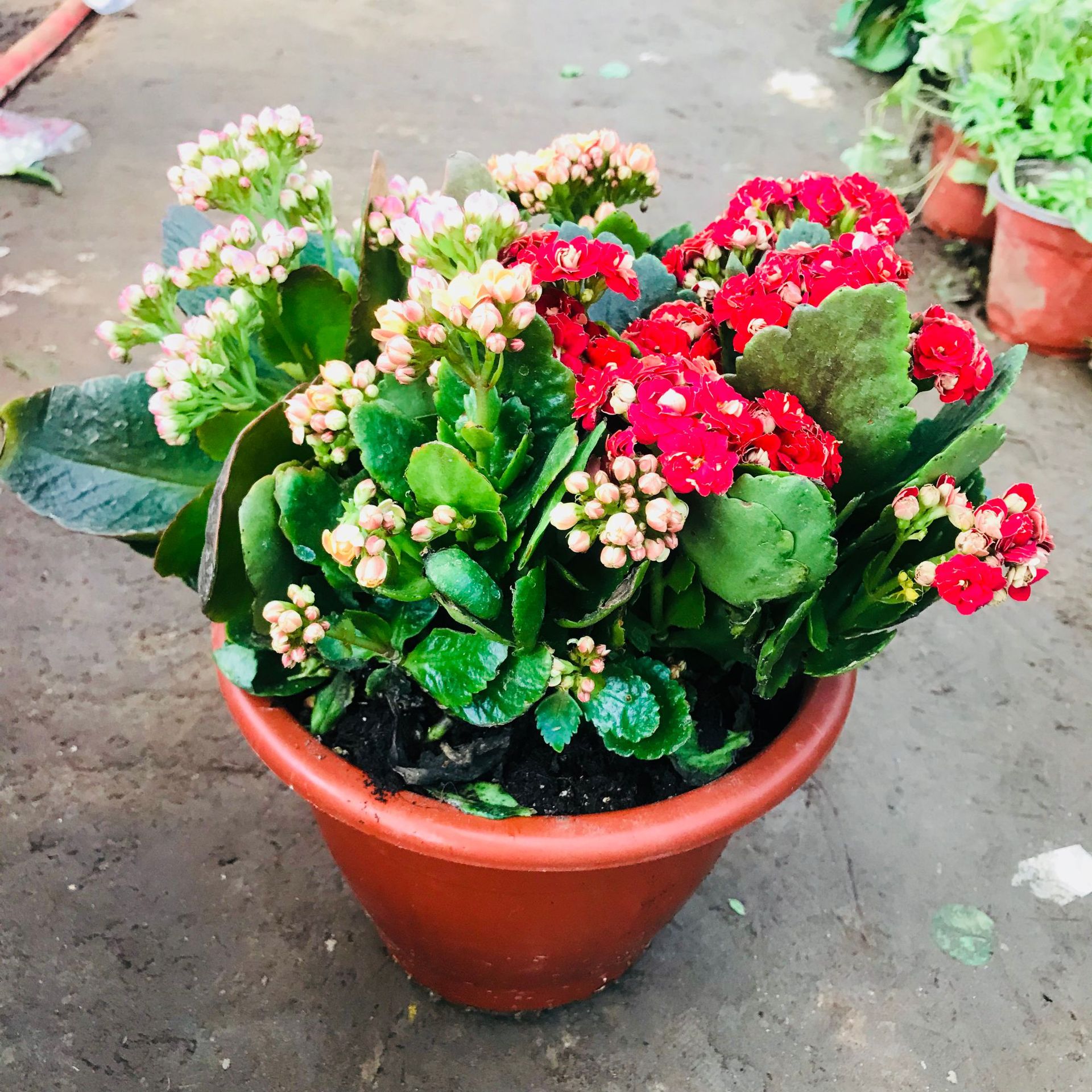 厂家直销长寿花盆栽 带花苞发货室内盆栽绿植销售 四季种植长寿花