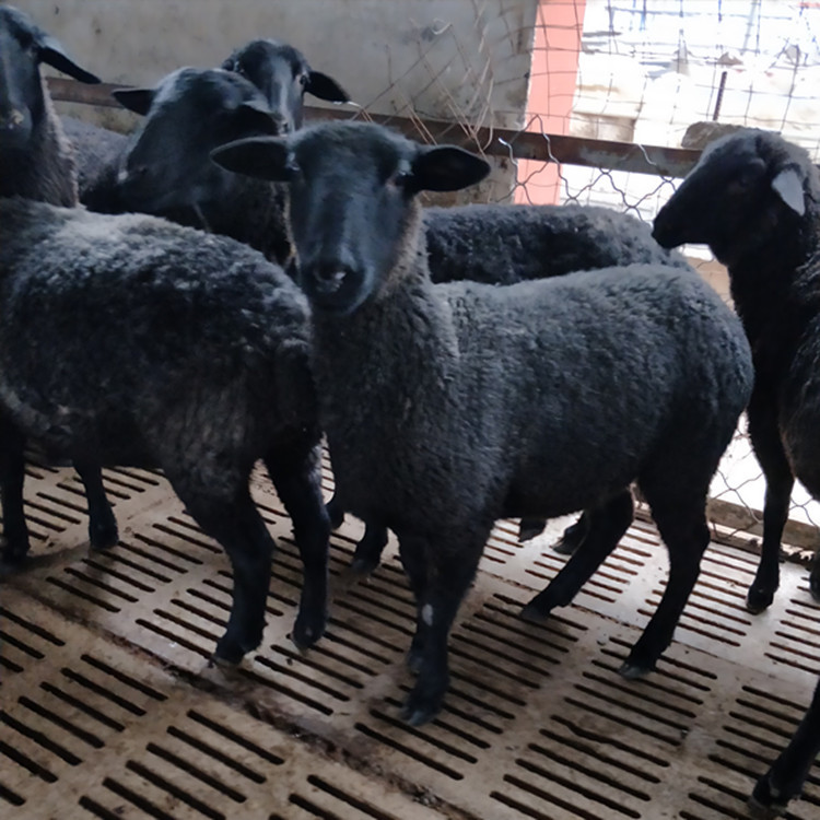 活体羊乌骨羊哪里有卖的纯种乌骨羊多少钱一只乌骨羊是什么样的