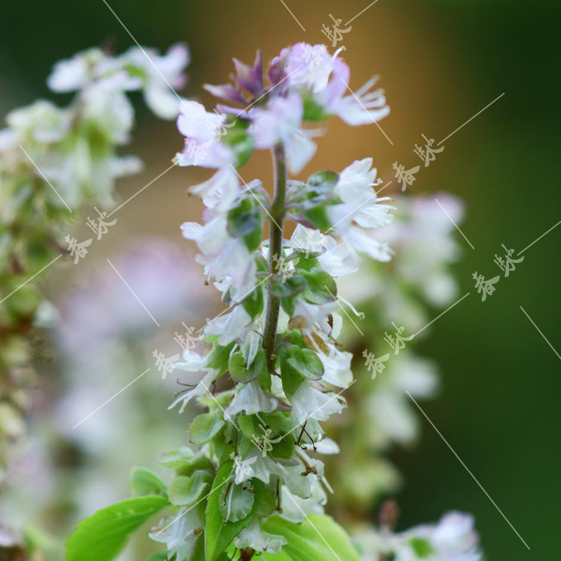 威尔种子批发 香草种子芽苗菜极香罗勒种子纸上种菜葫芦巴种子1g