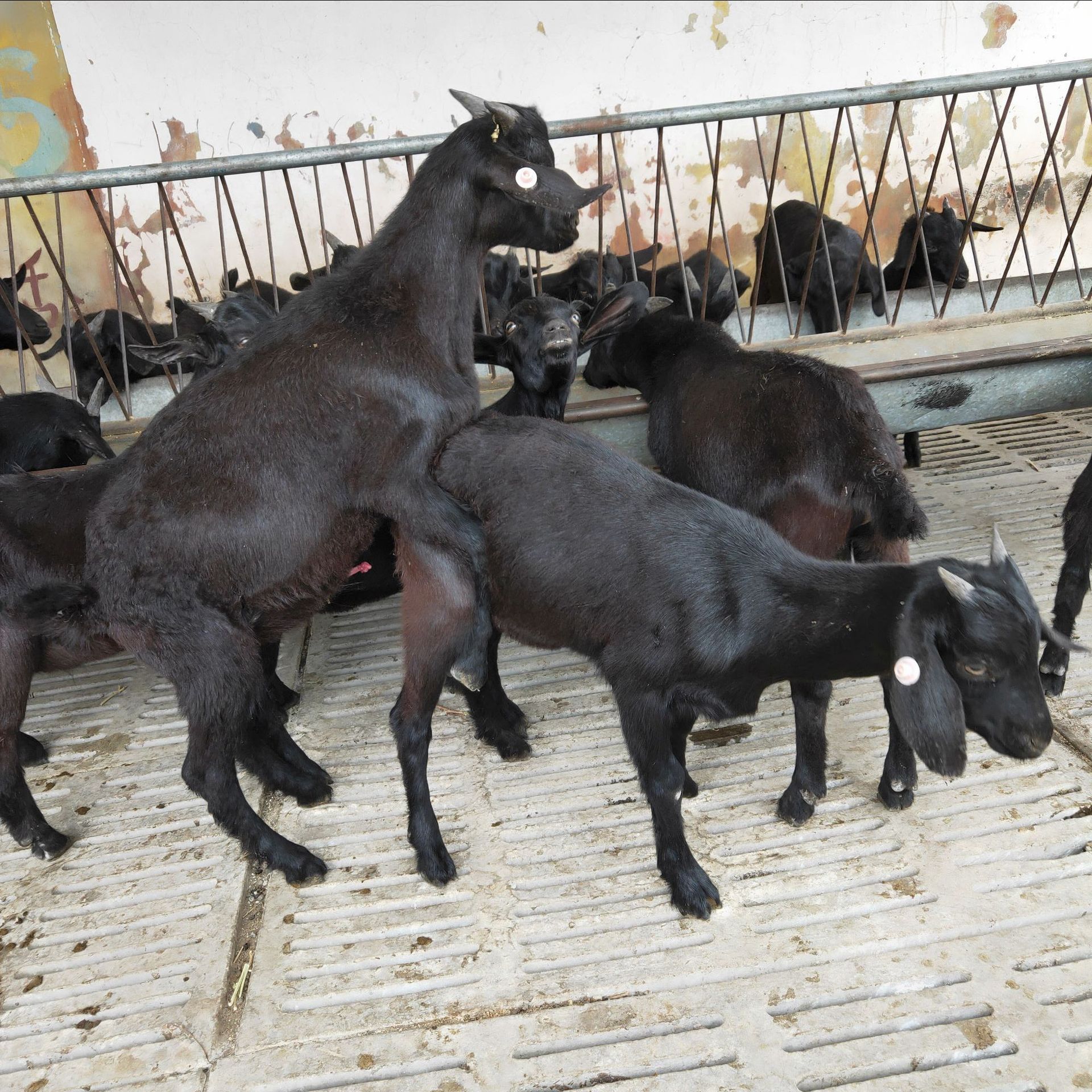 共赢宰杀肉羊 低价批发 黑山羊大量出栏 努比亚黑山羊价格 包回收