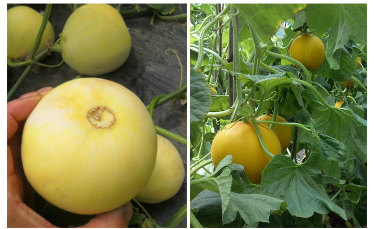 中原金玲早熟脆甜味香黄皮薄皮甜瓜有潜力香瓜好种子早熟甜瓜种子