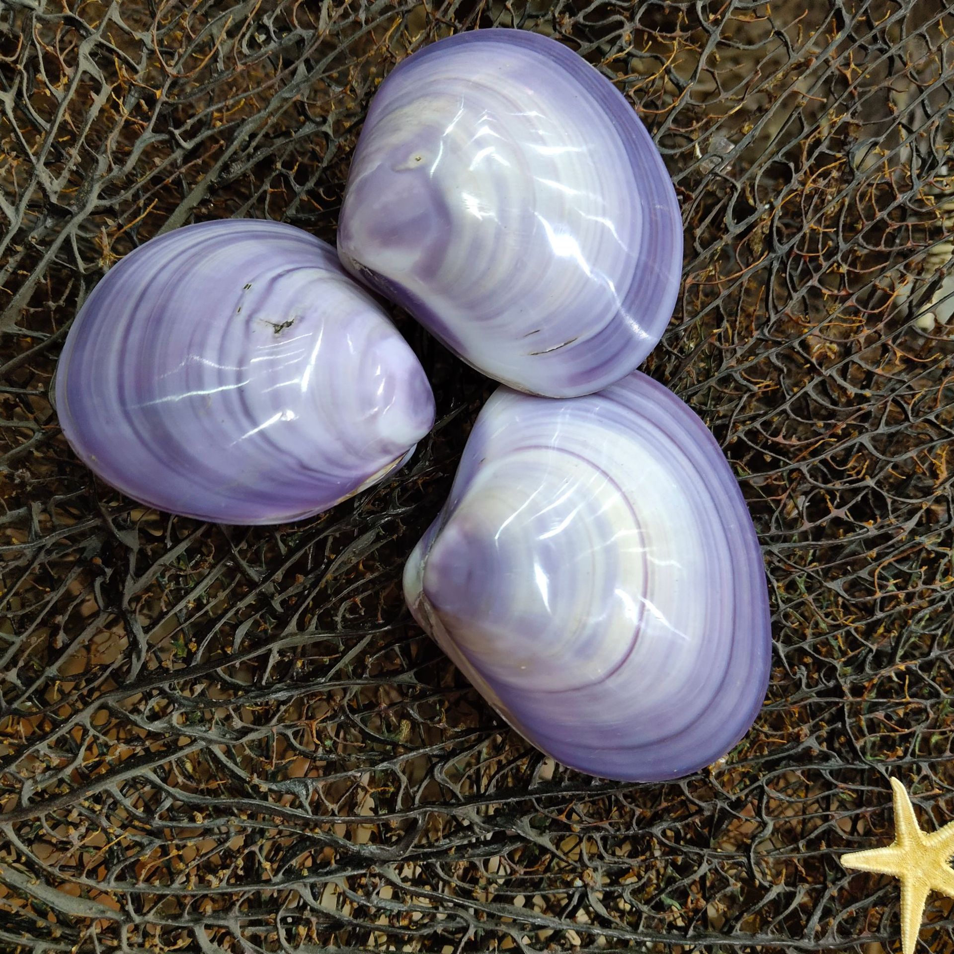 双壳紫蛤 亮光蚌壳 天然颜色海螺贝壳热销橱窗摆件工艺品批发