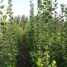 绿化苗木行道树绿篱植物大叶黄杨苗北海道黄杨冬青苗四季长青