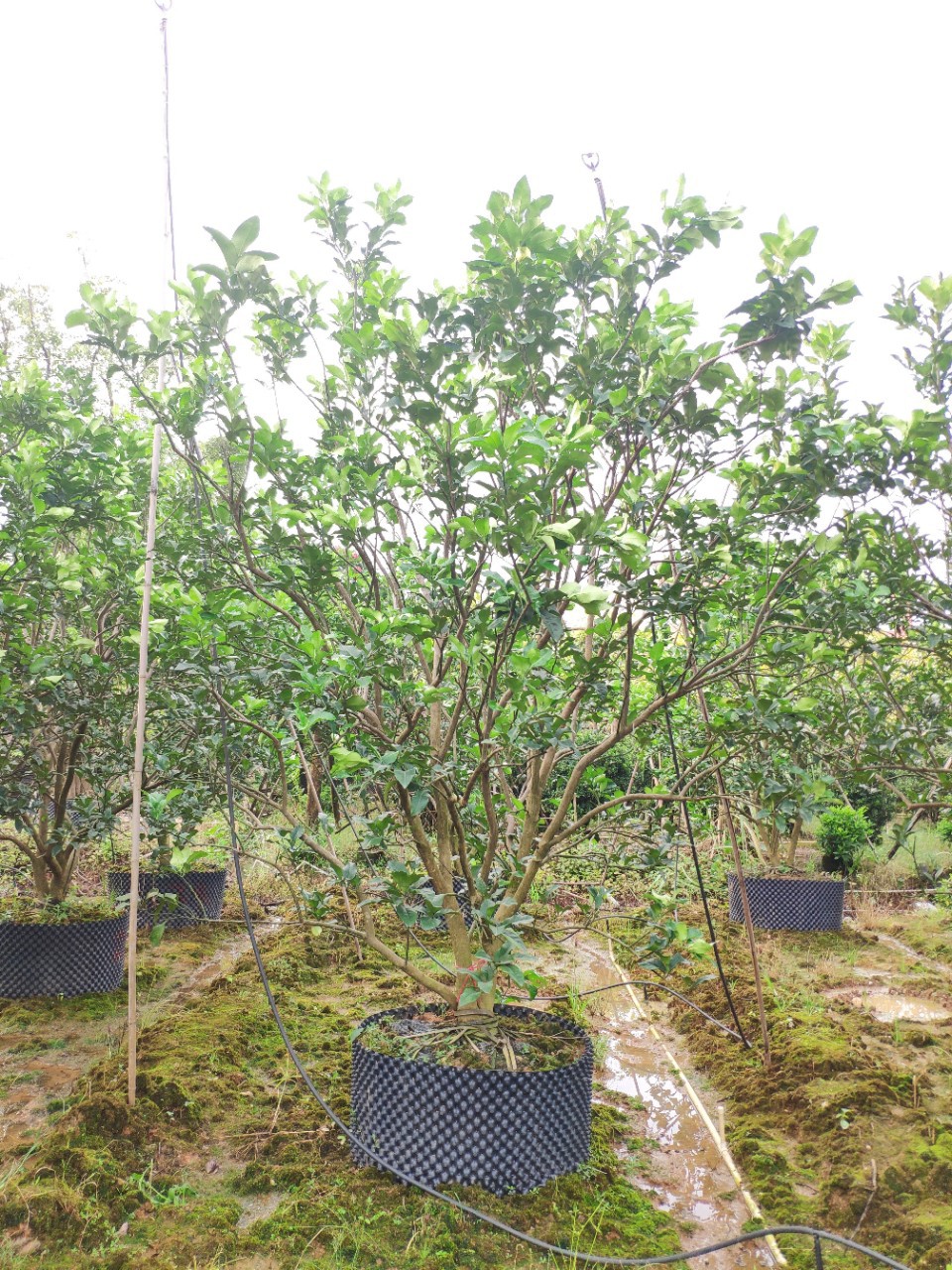 907供应 丛生柚子树 蜜柚 3-3.5米高假植苗 绿化果树