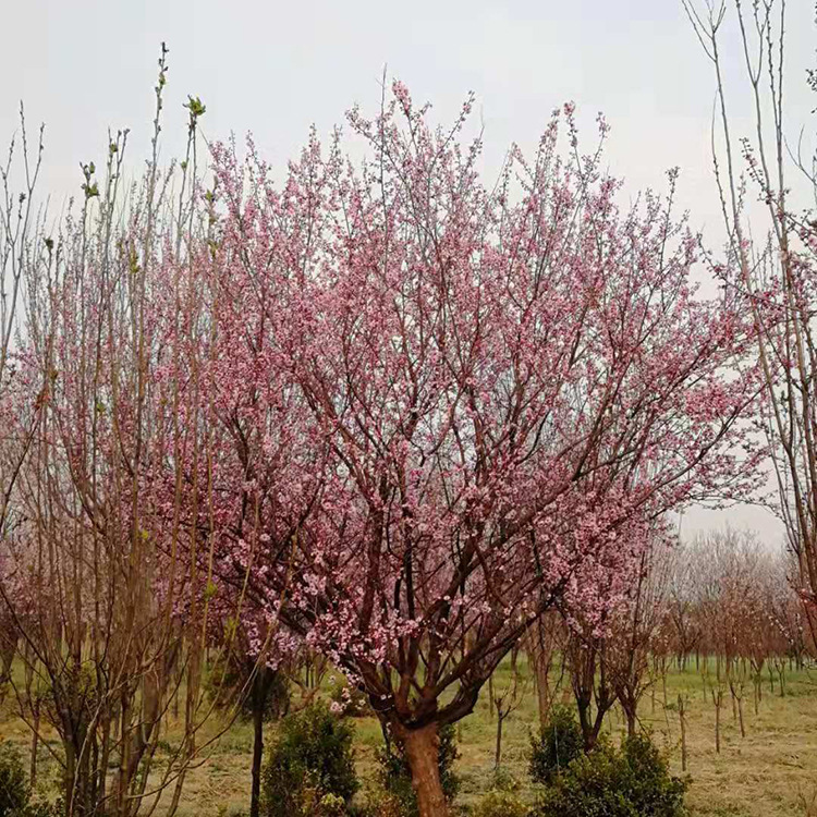美人梅基地直销 树型饱满美人梅 易管理盆栽
