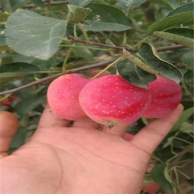 鸡心果树苗供应丰产稳丰钙果树苗1-5年量大优惠地栽钙果树苗