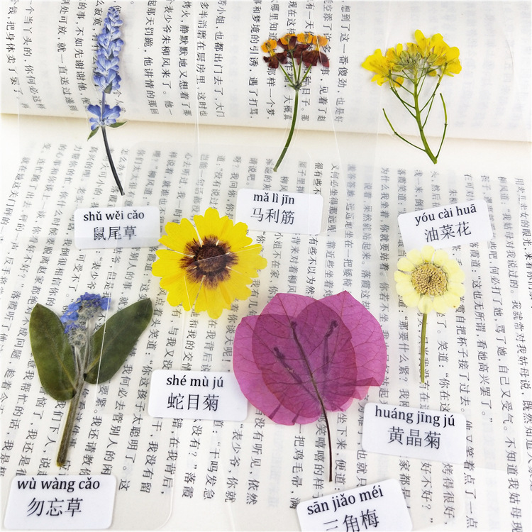 过塑干花叶片塑封植物标本过塑真树叶贴画认识花朵真树叶花草书签