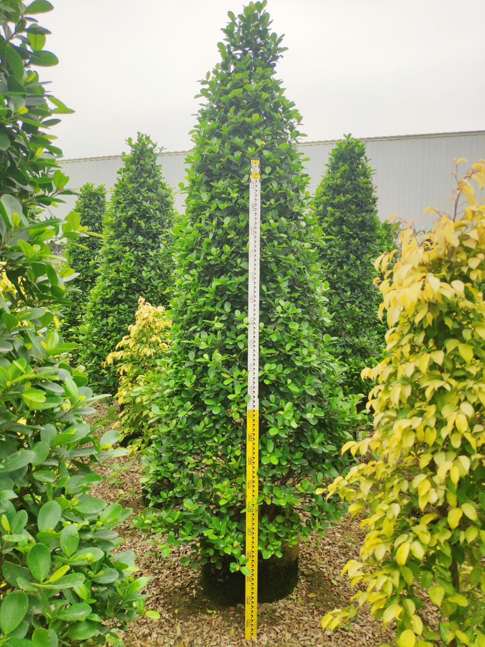 供应塔型火山榕225米高袋苗造型金钱榕常绿