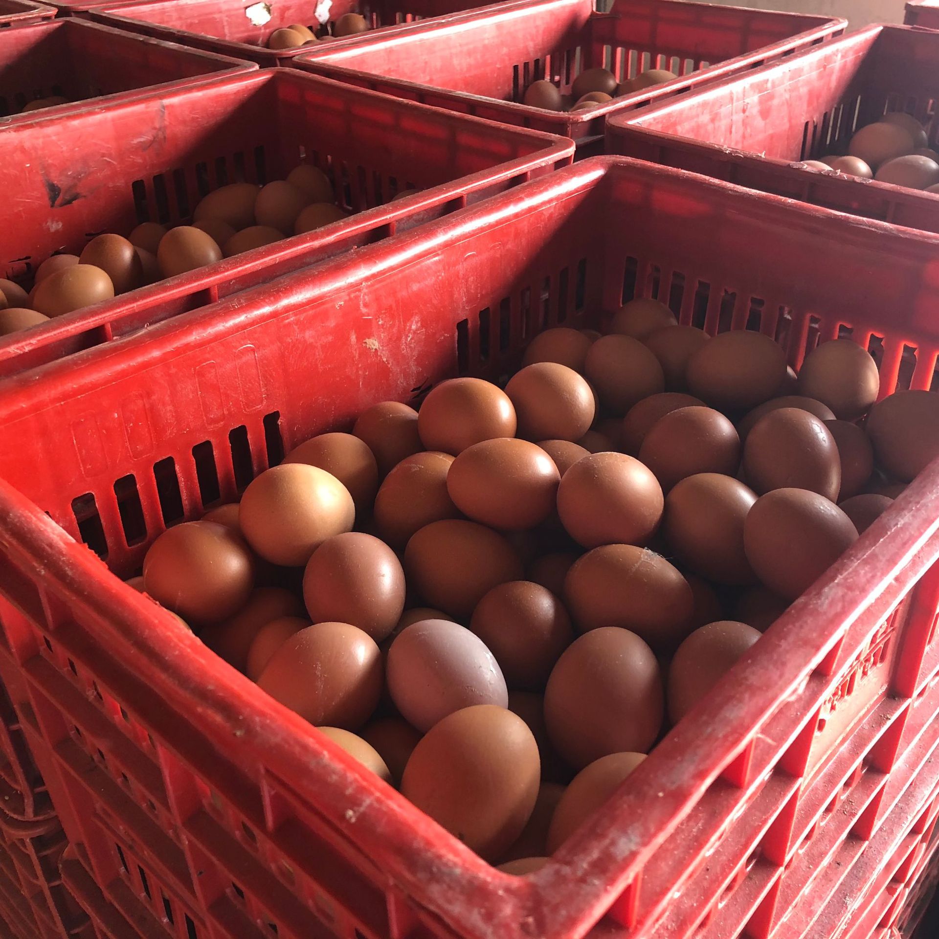 海安锦峰禽蛋专业合作社