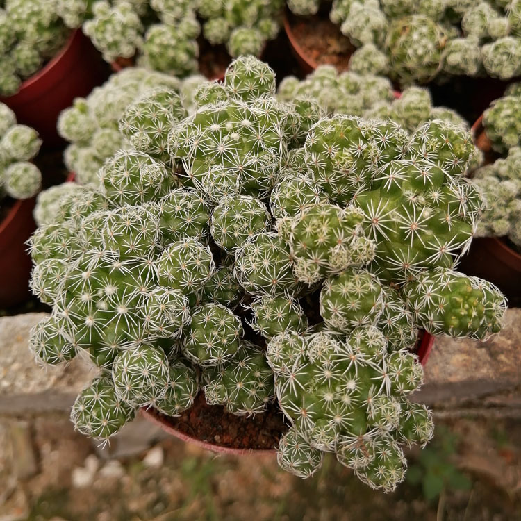 多肉植物批发 大白鸟银手指 裸根中棵一盆3棵花卉盆栽绿植园艺