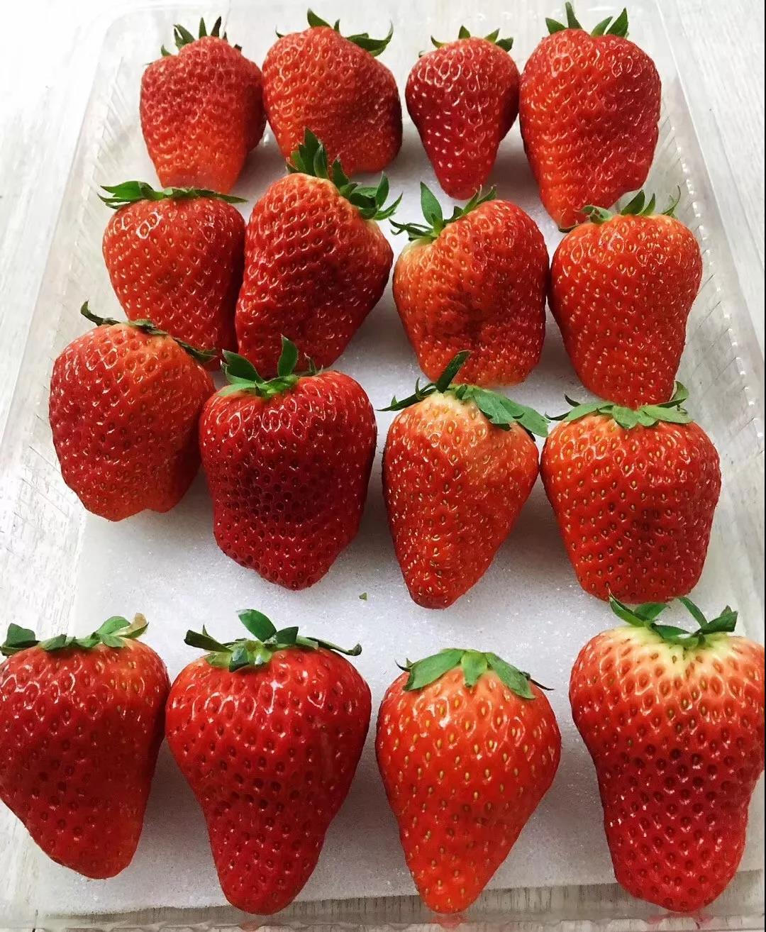 颜色较普通大棚草莓深,是灰常鲜美的嫩红色呦,一眼看过去绝对是草莓群