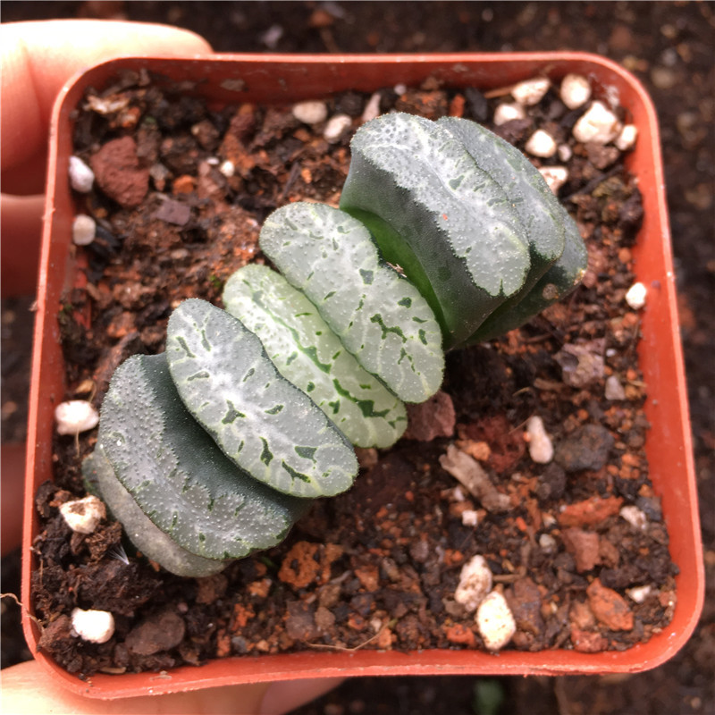 多肉植物 十二卷属玉扇系列 绿岛玉扇 低价批发高端品种绿岛