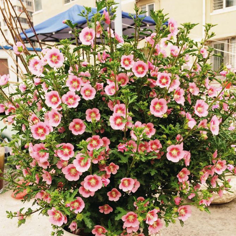 小木槿花苗室内观赏花卉小碎花木槿阳台庭院植物居家厂家货源