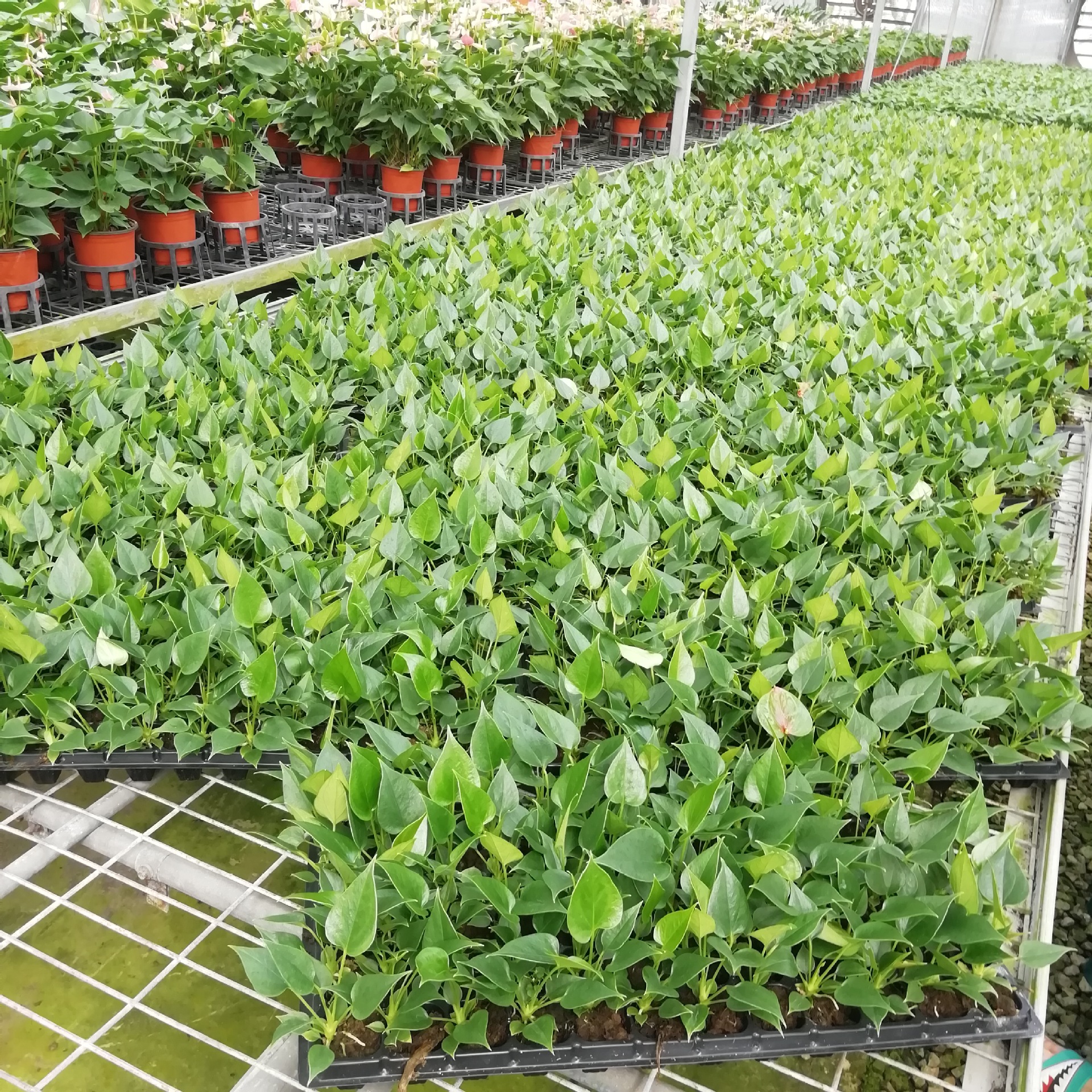 厂家大量供应优质观花植物 红掌红成功组培穴盘苗 花卉种苗批发