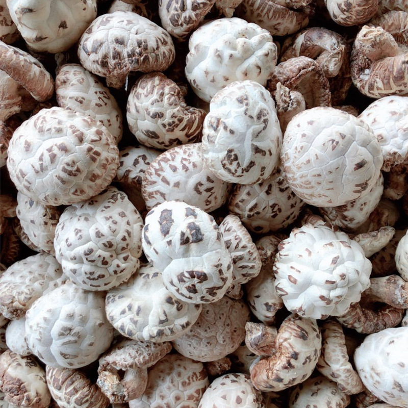 天白花菇aa4cm 价格实惠肉厚 食用菌产地75元每斤香菇批发