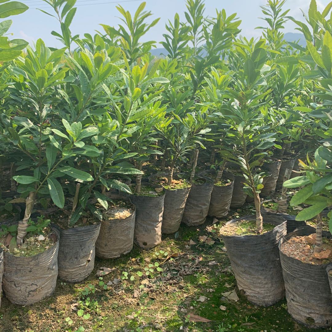 杯苗东魁杨梅品种浙江原产地直销正宗嫁接一年生苗带土带叶营养钵