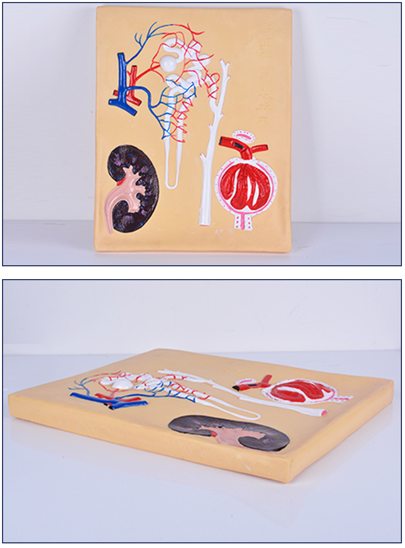 厂家直销 肾单位,肾小体模型 无味塑料 pvc制作 生物教学仪器