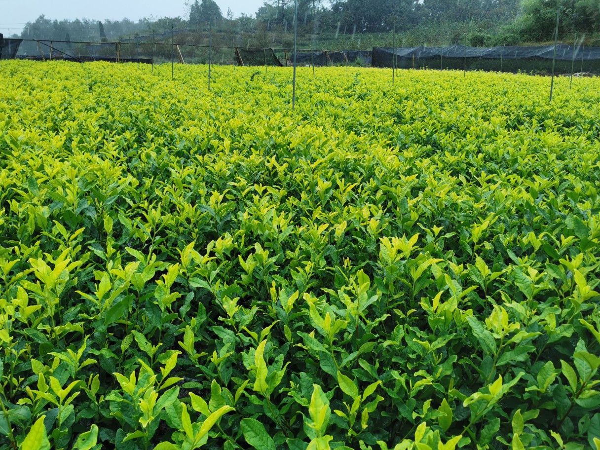 黄龙井茶苗 苗木茶叶 黄龙井批发 浙江产地直销供应