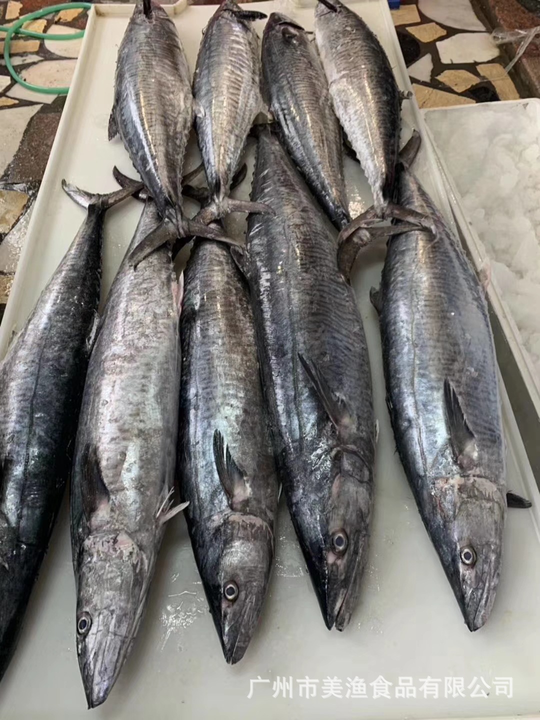 冷冻鲅鱼马鲛鱼整条大鲅鱼海鲜大鱼香煎鱼7-15斤/条 称重发货
