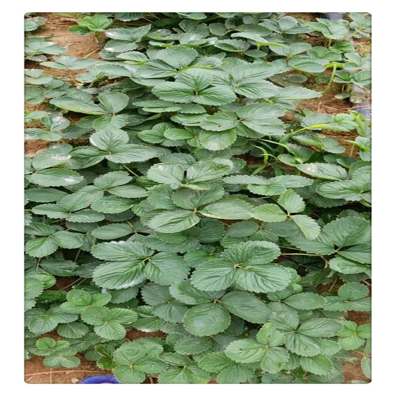 云南地区草莓苗品种 蒙特瑞草莓苗基地 四季草莓 硬果持续结果