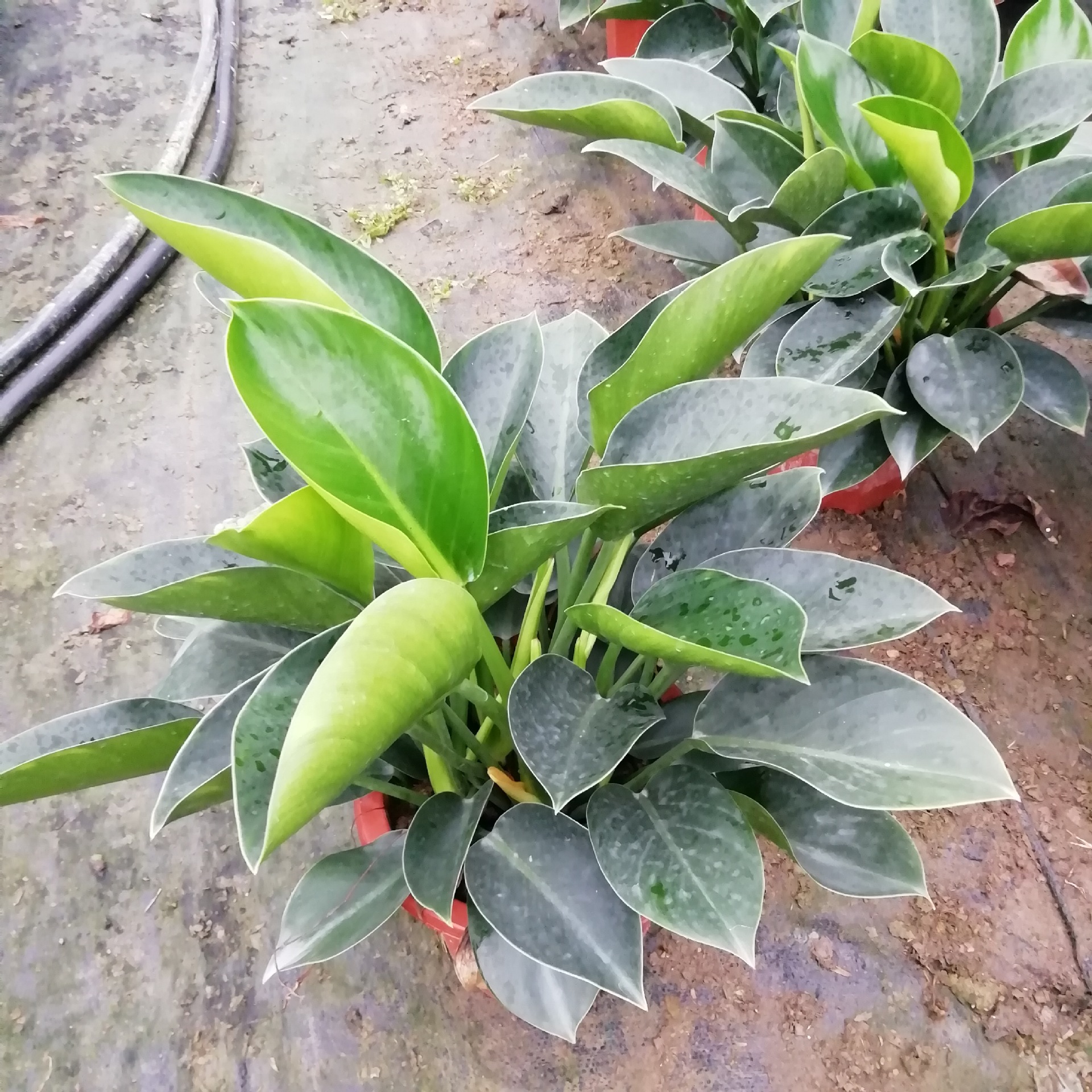 厂家低价供应观叶植物 绿公主 绿钻 金钻蔓绿绒苗 花卉种苗批发