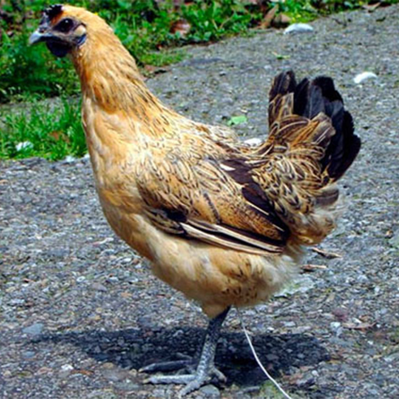 岳屏禽业高产黄麻羽绿壳蛋鸡 绿壳蛋鸡苗免费提供养殖技术支持