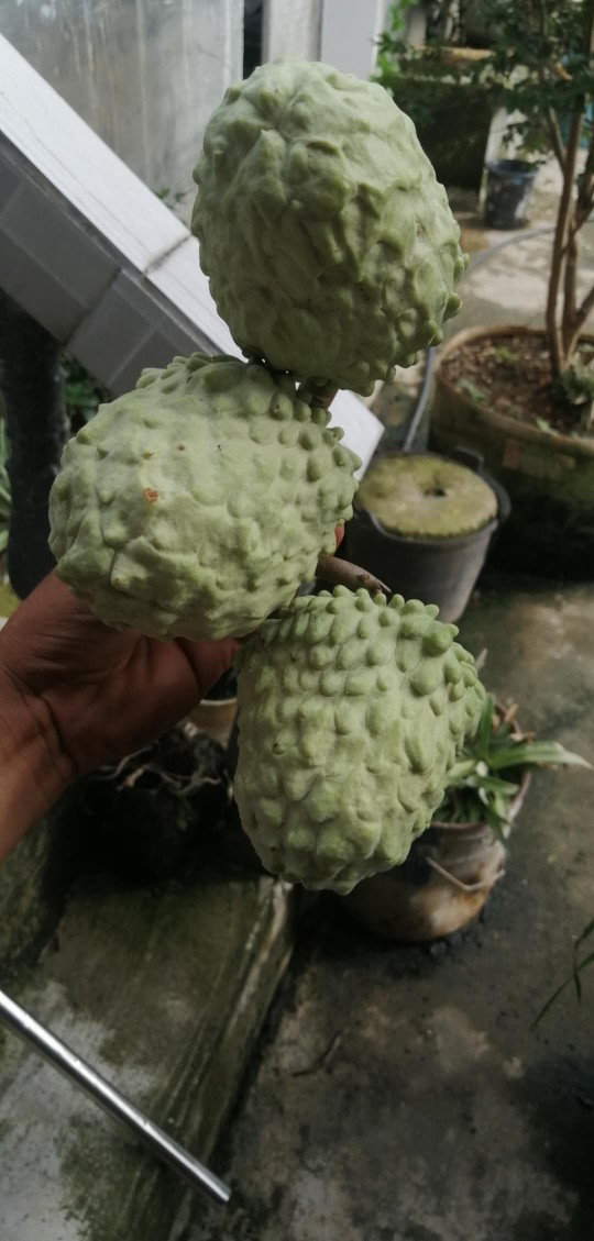 释迦果当季番荔枝水果现摘现发孕妇水果