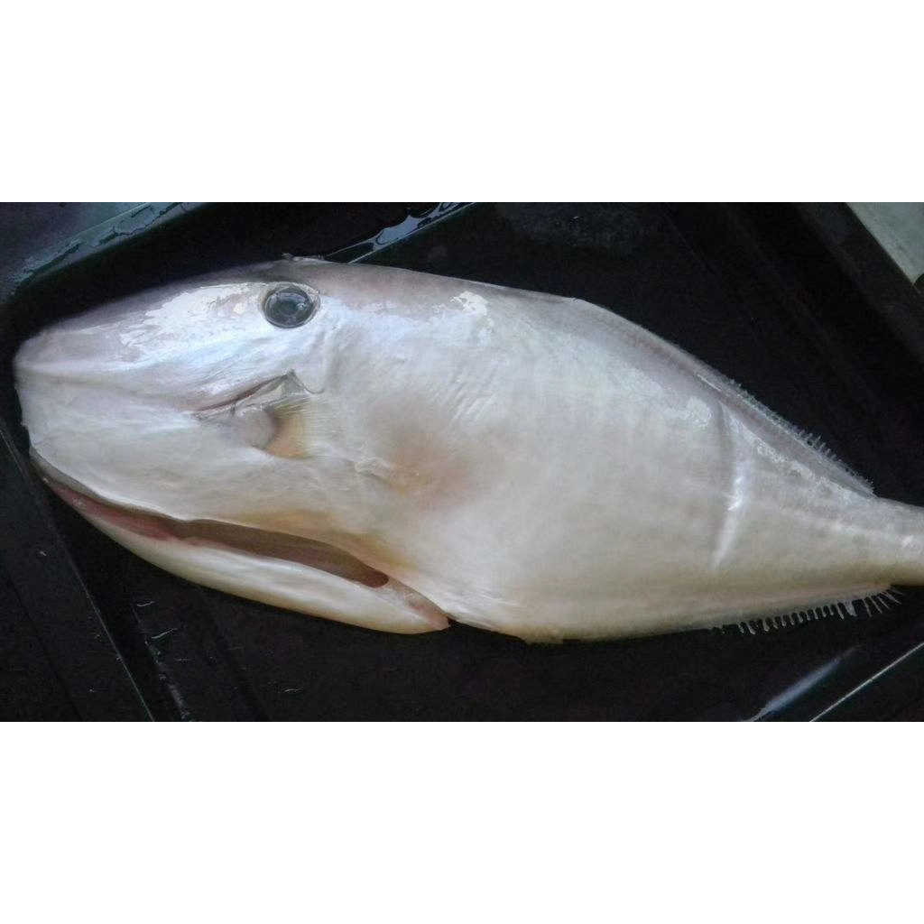 冷冻单冻马面鲀 扒皮狼 剥皮鱼 面包鱼耗儿鱼 剥皮牛700-1000g/条