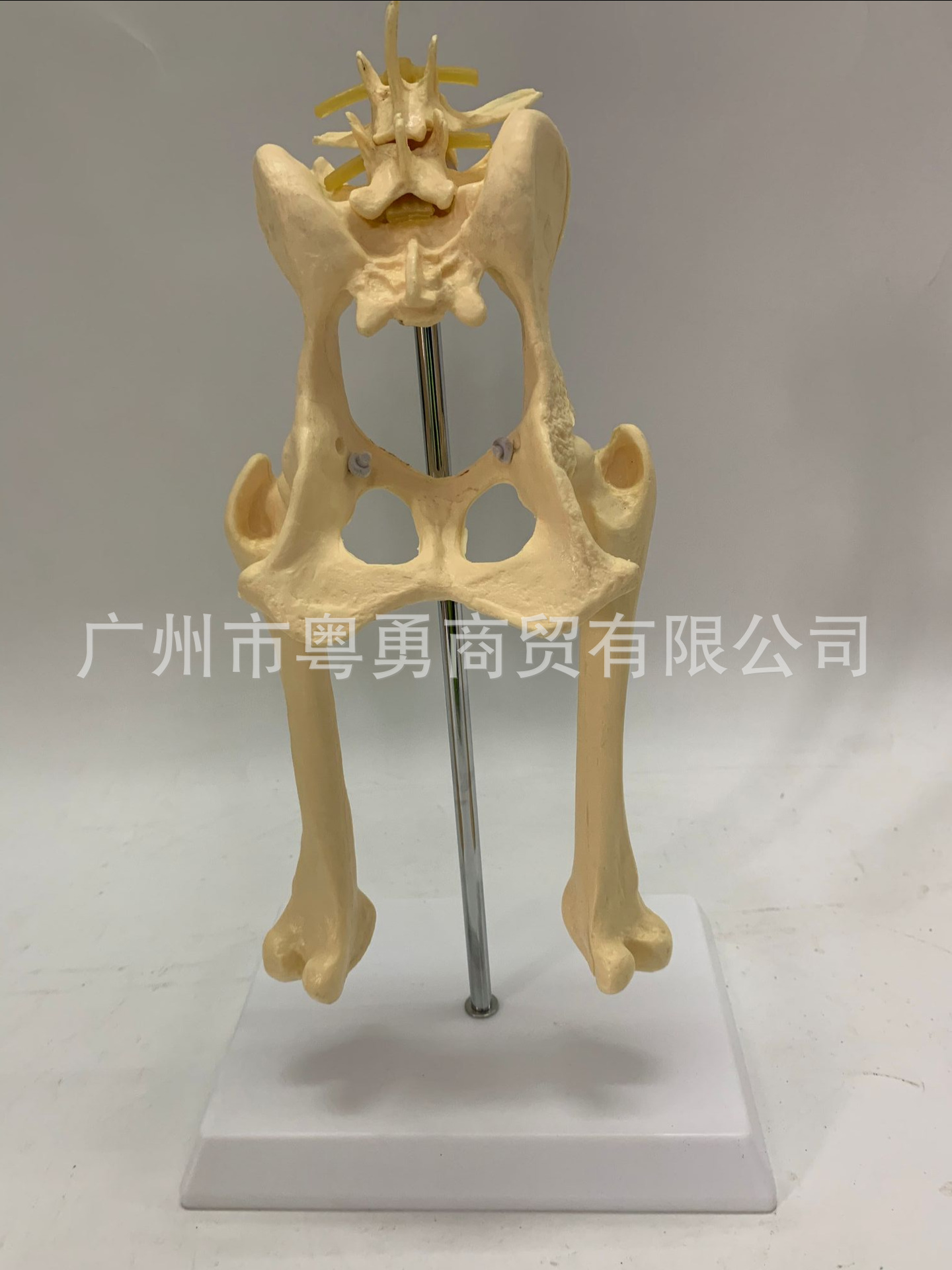 犬关节 狗关节 狗髋关节 犬髋关节 狗盆骨 狗腿骨 狗骨架犬骨骼