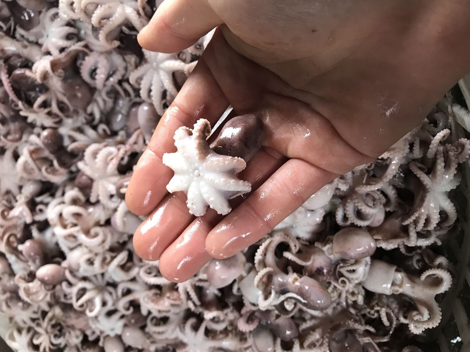 熟冻八爪鱼 全国海鲜批发 野生章鱼 新鲜短脚 八爪鱼 去内脏