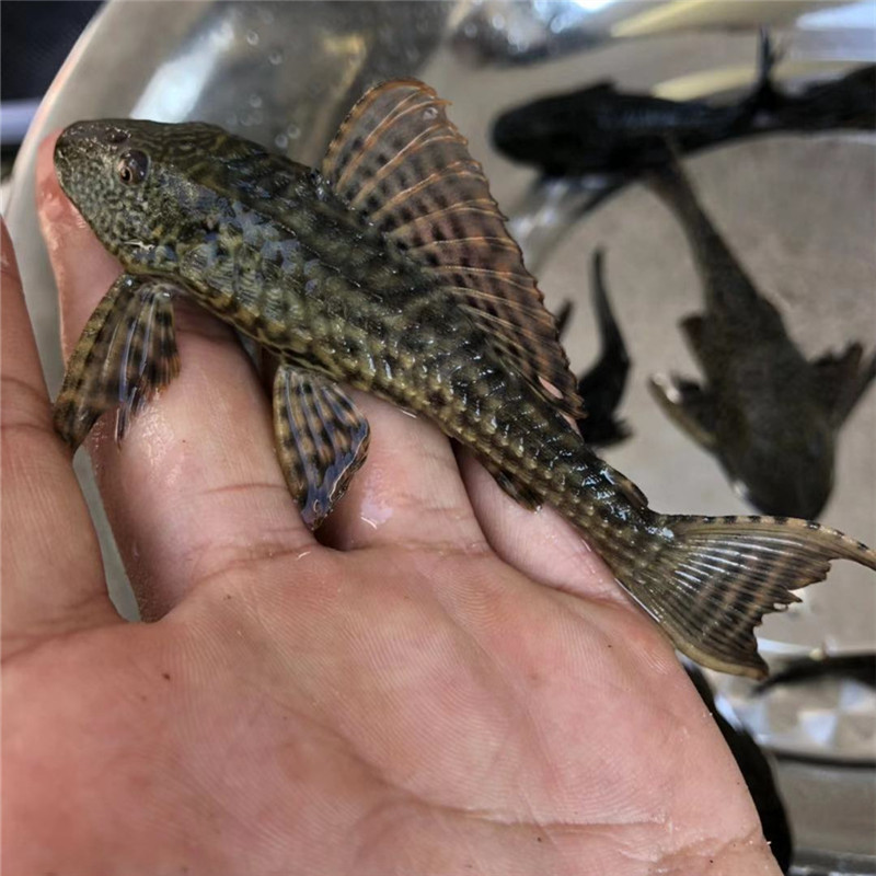 清道夫鱼活体淡水冷书鱼草缸鱼缸清洁工专吃鱼屎藻类垃圾残余饲料