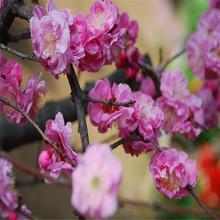 菊花碧桃树苗价格表 一手货源 菊花碧桃树苗绿化苗 自产自销