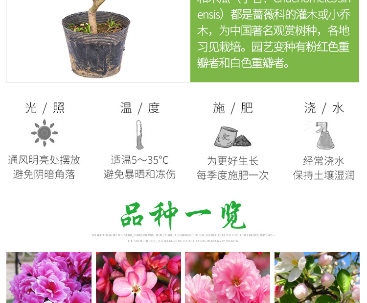 海棠花盆栽带花苞树苗老桩盆景庭院好养四季易活植物室内花卉绿植