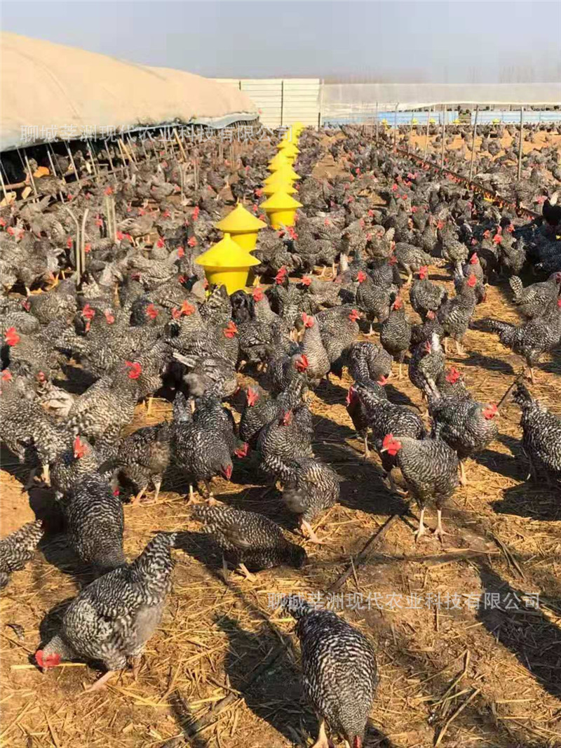 芦花鸡苗,活体芦花鸡鸡苗 纯种芦花鸡鸡苗 活体芦花鸡