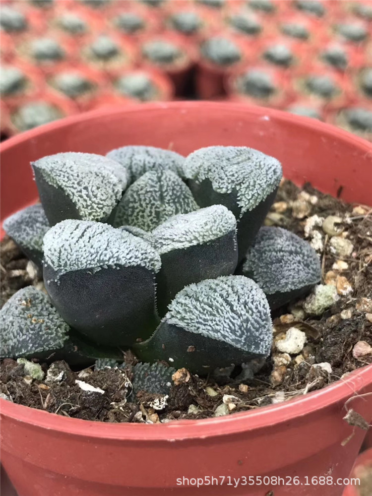 5331大棚批发精品多肉植物 雪鹰单头盆9cm多肉十二卷属科品种限量