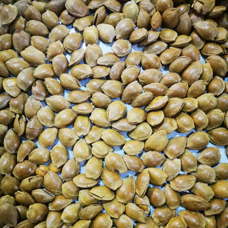 干果炒货加工厂 休闲食品手剥开口杏核 开口小银杏核批发