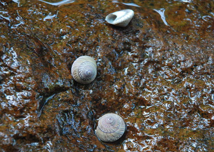 月螺 迷你小海螺黑色杂纹螺蜗牛螺 微景专用海螺 粘帖贝壳的材5mm